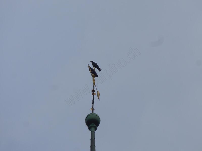 Raben auf dem Kirchenspitz der Kirche Thunstetten